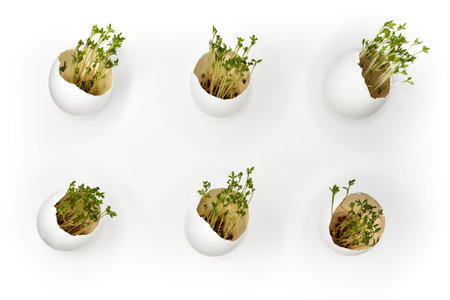 White chicken eggs with sprouted green sprouts on a white background.