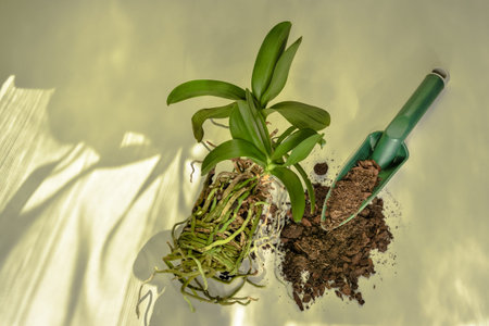 Orchid flower and its root system in preparation for planting in new soil. Phalaenopsis orchid care...