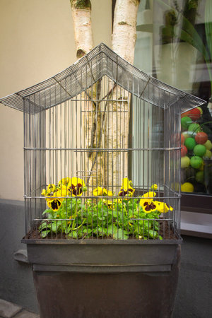 Yellow pansies planted in a birdcage. Idea for decorative flower arrangement and decoration.