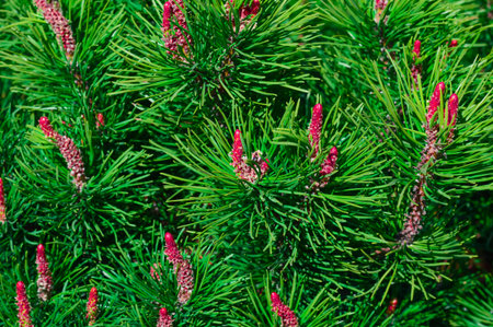 Decorative pine with long green needles and young cones.