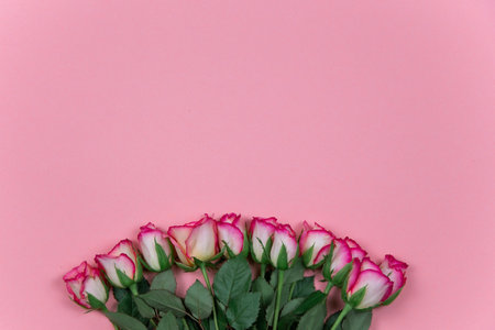 Roses on pink background February 14 Valentine's Day, Love backdropの写真素材