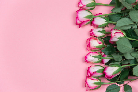 Roses on pink background February 14 Valentine's Day, Love backdropの写真素材
