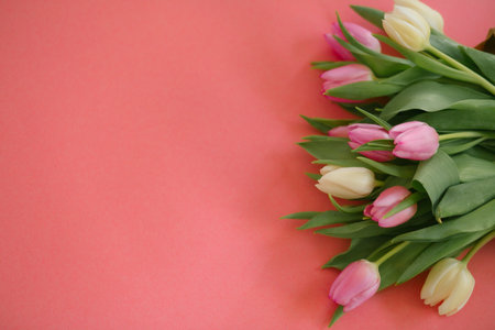 Tulips on a pink background for a Womens Day, Mother Day, 8 march or Valentines day. Close-up. The concept of holidays and good morning wishes.の写真素材