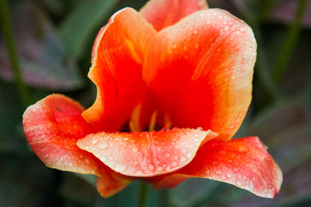 Beautiful tulips, background of blurry tulips in a tulip flowers gardenの写真素材