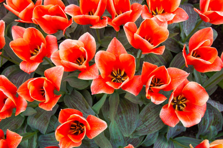 Beautiful tulips, background of blurry tulips in a tulip flowers gardenの写真素材