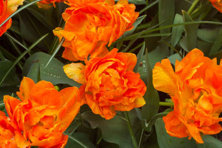 Beautiful tulips, background of blurry tulips in a tulip flowers gardenの写真素材
