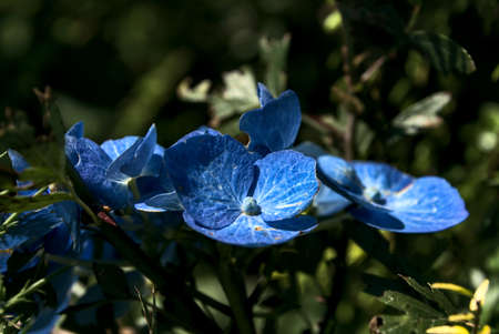 Wild blue hydrangea flowers. Close-up photo of amazing wild blue hydrangea flowersの写真素材