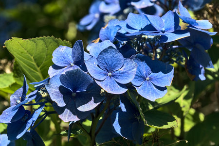 Amazing wild blue hydrangea flower. Flowers of early autumn: wild blue hydrangeas flowers and green...