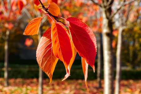 Orange cherry leaves. Amazing autumn orange cherry leaves in a small park, Dublin, Ireland