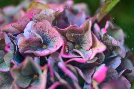 Beautiful purple hydrangea flowers in spider web. Early autumn. Amazing autumn flowers