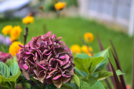 Beautiful purple hydrangea flowers in spider web on green background. Early autumn. Amazing autumn...