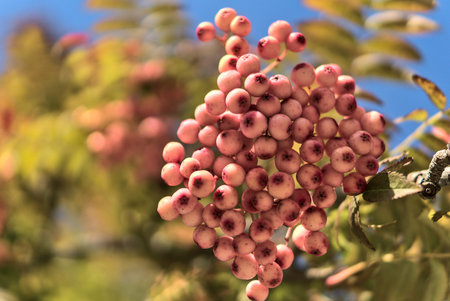 Fall background in unusual colors with copy space. Beautiful autumnal pink berries of Sorbus...