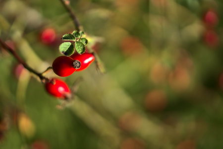 Macro view of beautiful autumnal rose hips fruit with green leaf on warm fall background, Marlay...