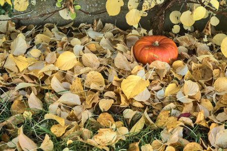 Beautiful autumnal small single orange pumpkin lying by the small tree in light yellow fallen...