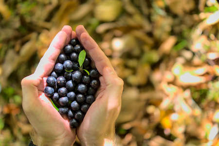 Top view of mans hand holding sloe berries (Prunus Spinosa) on fallen autumn yellow leaves background. Beautiful male hands holding fall harvest. Wild eatable berries. Copy space. Co. Wicklow, Irelandの写真素材