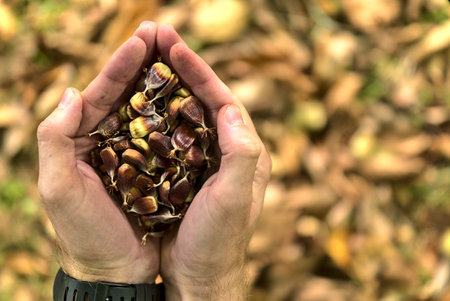 Top view of man's hands holding beech nuts on fallen autumn yellow leaves background. Beautiful big...