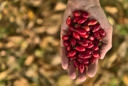 Top view of single man hand holding rose hips on fallen autumn yellow leaves background. Beautiful big male hand holding autumnal harvest. Wild eatable berries. Copy space. County Wicklow, Irelandの写真素材
