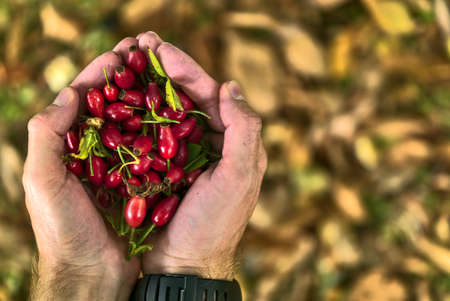 Top view of man's hands holding rose hips on fallen autumn yellow leaves background. Beautiful big male hands holding autumnal harvest. Wild eatable berries. Copy space. County Wicklow, Irelandの写真素材