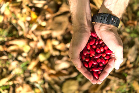 Top view of man's hands holding rose hips on fallen autumn yellow leaves background. Beautiful big male hands holding autumnal harvest. Wild eatable berries. Copy space. County Wicklow, Irelandの写真素材