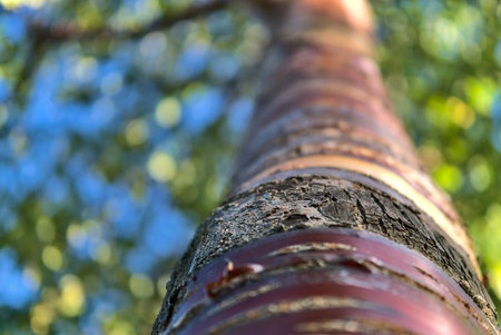 Close up upward view of beautiful brown trunk and bark pattern of cherry tree. Bright and colorful...
