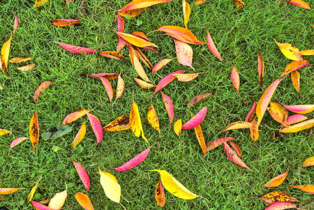 Top view of beautiful autumnal fallen cherry tree leaves. Amazing fall yellow, gold, red, and purple...