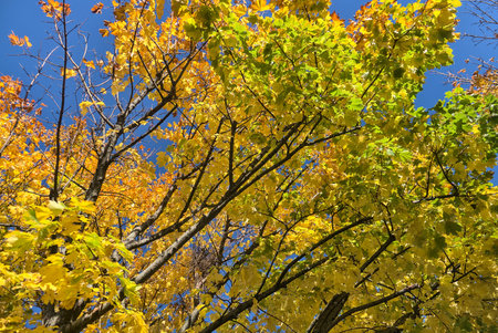 Bottom diagonal view of beautiful yellow and green autumn maple leaves on tree against clear blue...