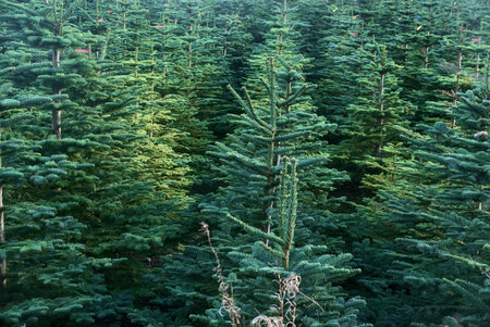 Beautiful spruce trees seen at Glencullen Christmas tree farm, County Dublin, Irelandの写真素材
