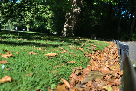 Beautiful foliage beside metal low ground edge on the lawn in St. Stephen's Green Park in the autumnal morning, Dublin, Ireland. Lawn edging. Soft and selective focusの写真素材