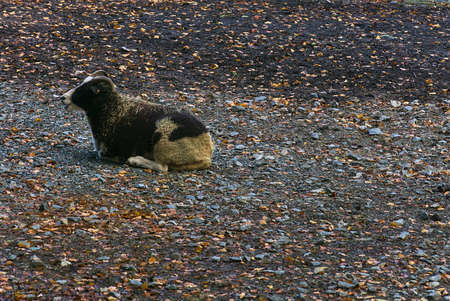 Black and brown sheep lying and resting on farmyard with stones and autumn fallen leaves, Co. Wicklow, Irelandの写真素材
