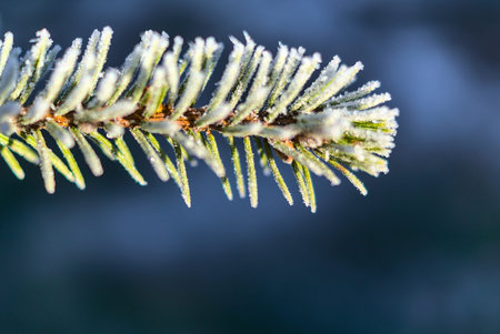 Amazing close-up macro view of a single frozen pine needles branch isolated from background by...