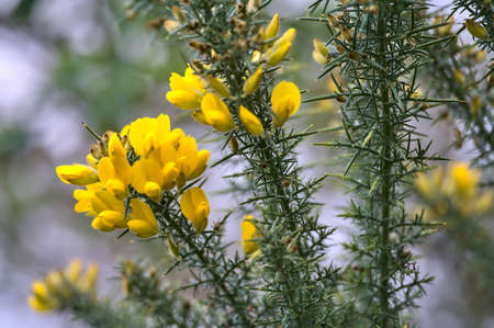 Beautiful closeup view of yellow gorse (Ulex) wild flowers growing everywhere in Ireland all the year round, Dublin, Irelandの写真素材