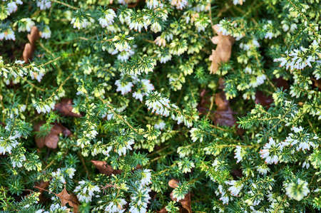 Beautiful spring background of Mediterranean White Heath flowers (Erica arborea) with green needle-like foliage growing and blooming in late winter and early spring, Dublin, Irelandの写真素材