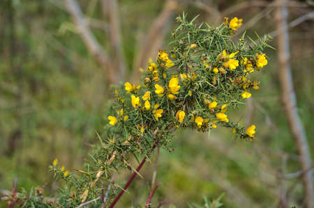Beautiful closeup view of yellow gorse (Ulex) wild flowers growing everywhere in Ireland all the year round, Dublin, Irelandの写真素材