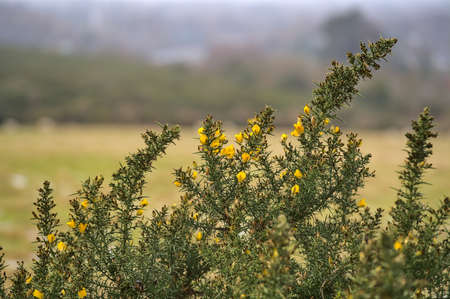 Beautiful closeup view of yellow gorse (Ulex) wild flowers growing everywhere in Ireland all the year round, Dublin, Irelandの写真素材