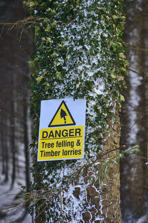 Beautiful vertical view of forest danger sign tree felling and timber lorries on fir tree trunk with snow and ivy leaves in Ticknock Forest National Park, Co. Dublin, Ireland. Unusual Irish winterの写真素材