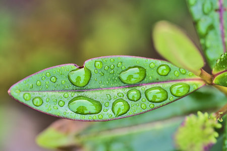 Beautiful closeup view of green leaves of winter flowering shrub of purple Hebe Amy (Shrubby...