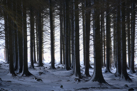 Beautiful winter view of spruce and fir tree trunks in Ticknock Forest National Park, Co. Dublin, Ireland. Unusual Irish winter. Winter woodsの写真素材
