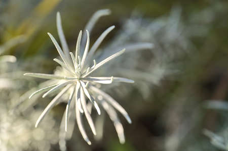 Beautiful spring closeup view of silver sage (Artemisia cana) stem, evergreen bush with narrow silver-gray aromatic leaves and inconspicuous yellow flowers in fall. Nice specimen plant in sunny gardenの写真素材