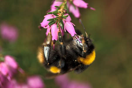 Beautiful macro view of bumble bee, efficient pollinator, (Bombus) collecting pollen from pink bell shaped heather (Erica cinerea) flowers, Dublin, Ireland. Early springの写真素材