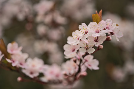 Beautiful blurry closeup view of delicate spring black cherry plum (Prunus cerasifera Nigra) blossoms in pink colors in St Stephens Green Park, Dublin, Ireland. Soft and selective focusの写真素材
