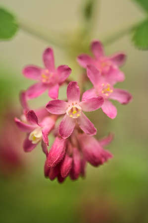 Beautiful closeup spring view of wild red-flowering currant (Ribes sanguineum) pink corolla and yellow stamens blossom growing in Stephens Green Green Park, Dublin, Ireland. Soft and selective focusの写真素材