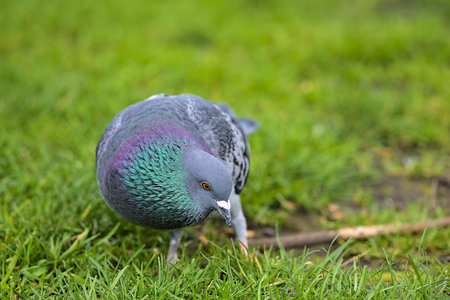 Beautiful closeup view of common city feral pigeon (Columbidae) looking for food on the lawn in...