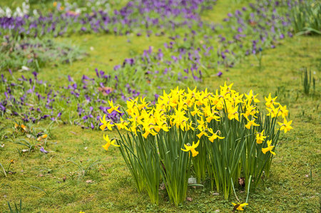 Beautiful view of bunch of spring yellow daffodil (Narcissus) flowers growing among colorful...
