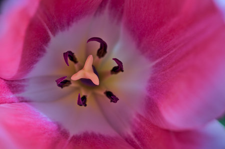 Beautiful macro top view of spring pink white yellow tulip petals in the garden of Dublin, Ireland. Soft and selective focus. High resolution macro. Tulip petals inside viewの写真素材