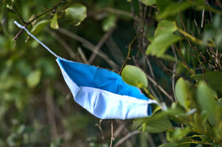 Environmental pollution with disposable surgical face mask during COVID-19. Thrown away or lost handmade face mask on laurel (Laurus nobilis) hedge fence in Marlay Park, Dublin, Irelandの写真素材
