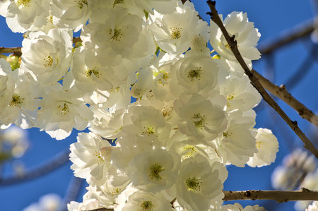 Beautiful closeup view of delicate spring white cherry (Prunus Shogetsu Oku Miyako) blossoms...