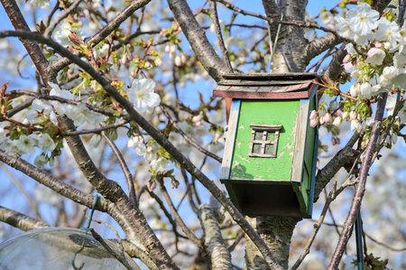 Beautiful closeup view colorful old wooden bird house on spring white blooming cherry tree on...
