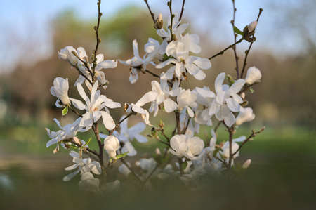 Beautiful closeup blurry view of white magnolia (Magnolia Soulangeana) tree blossoms blooming in Herbert Park, Dublin, Ireland. Soft and selective focusの写真素材