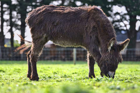 Beautiful closeup low ground view of cute dark brown donkey grazing at Goatstown farm in Dublin, Ireland. Soft and selective focus. Domesticated animalsの写真素材