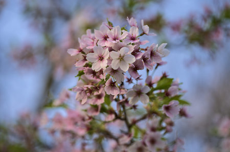Beautiful closeup blurry view of white hawthorn (Crataegus) tree with pink tones against the sky in...
